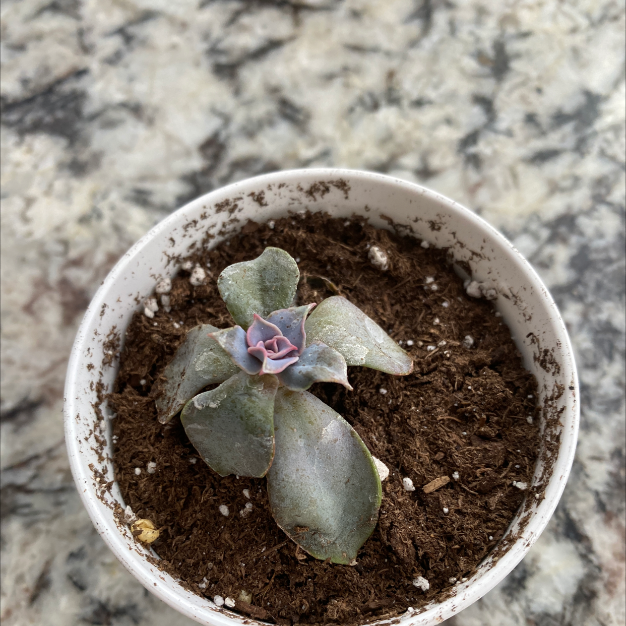 Pillow Feet Crinkle Leaf Plant in a small white pot with visible soil.