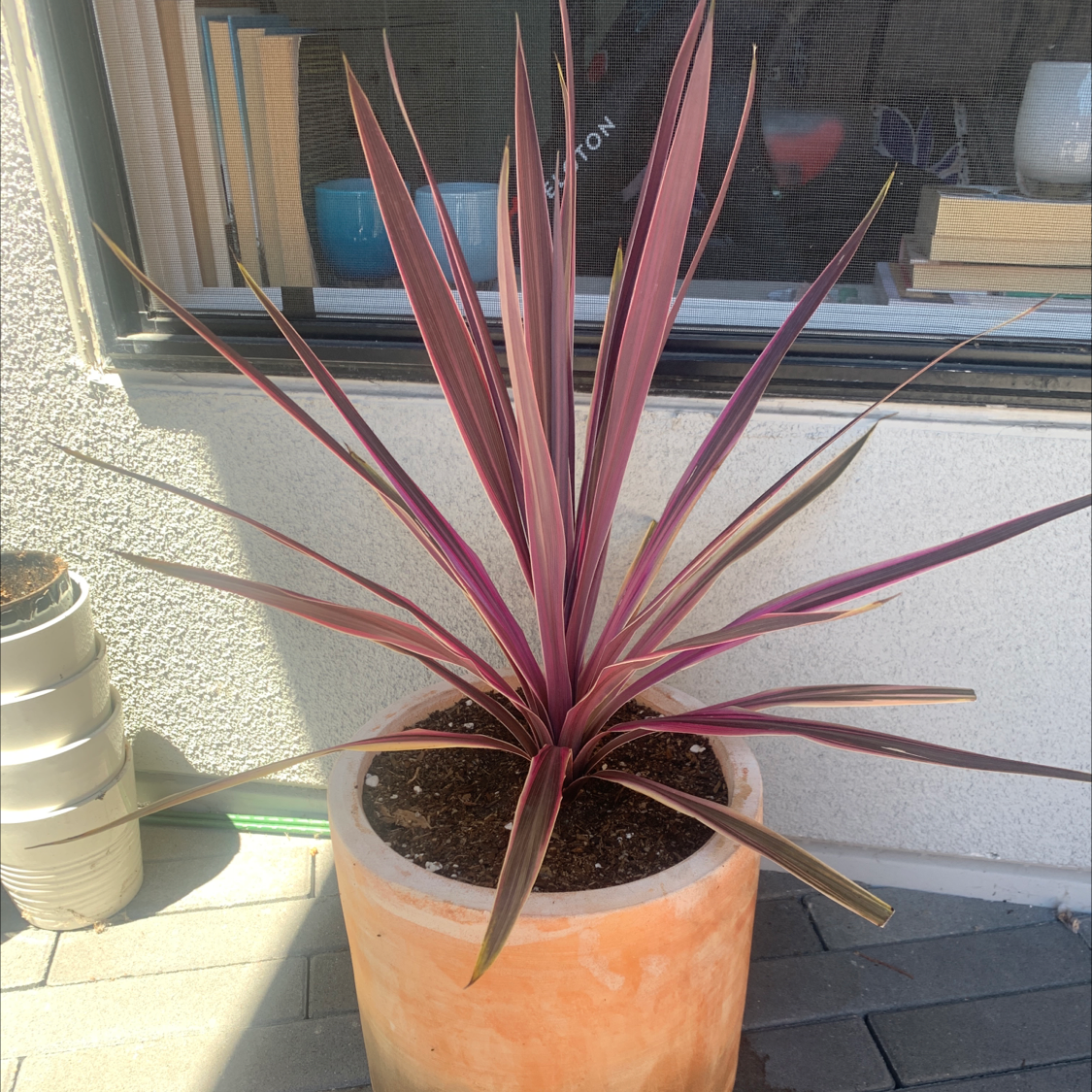 Photo of the plant species Cabbage Tree by @Sophiebluhm named Remington on Greg, the plant care app