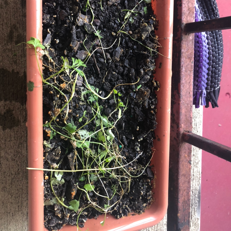 🌞 Does My Italian Parsley Need Direct Sunlight?