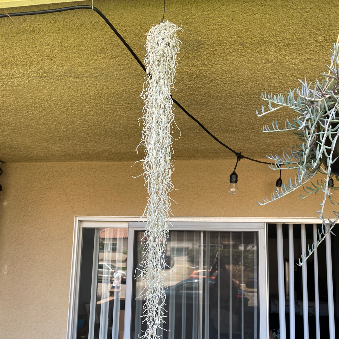 Hanging Spanish Moss plant with no visible discoloration or disease.