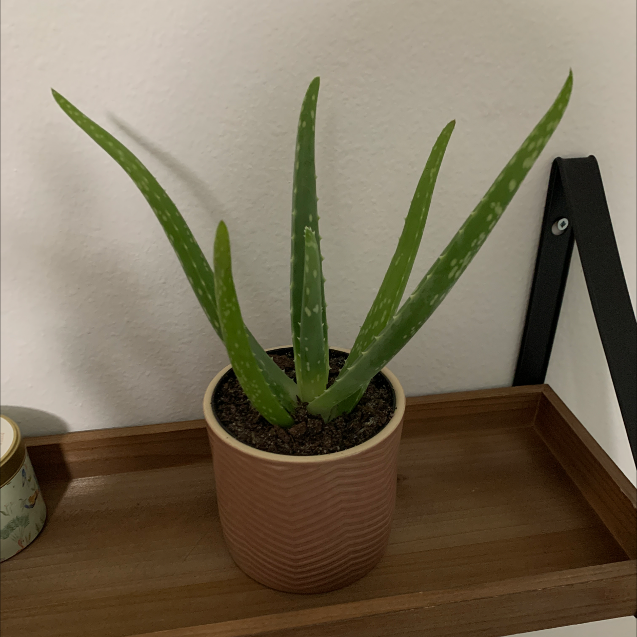 Aloe vera plant photo by @renatamendizabal named Verinha on Greg, the plant care app.
