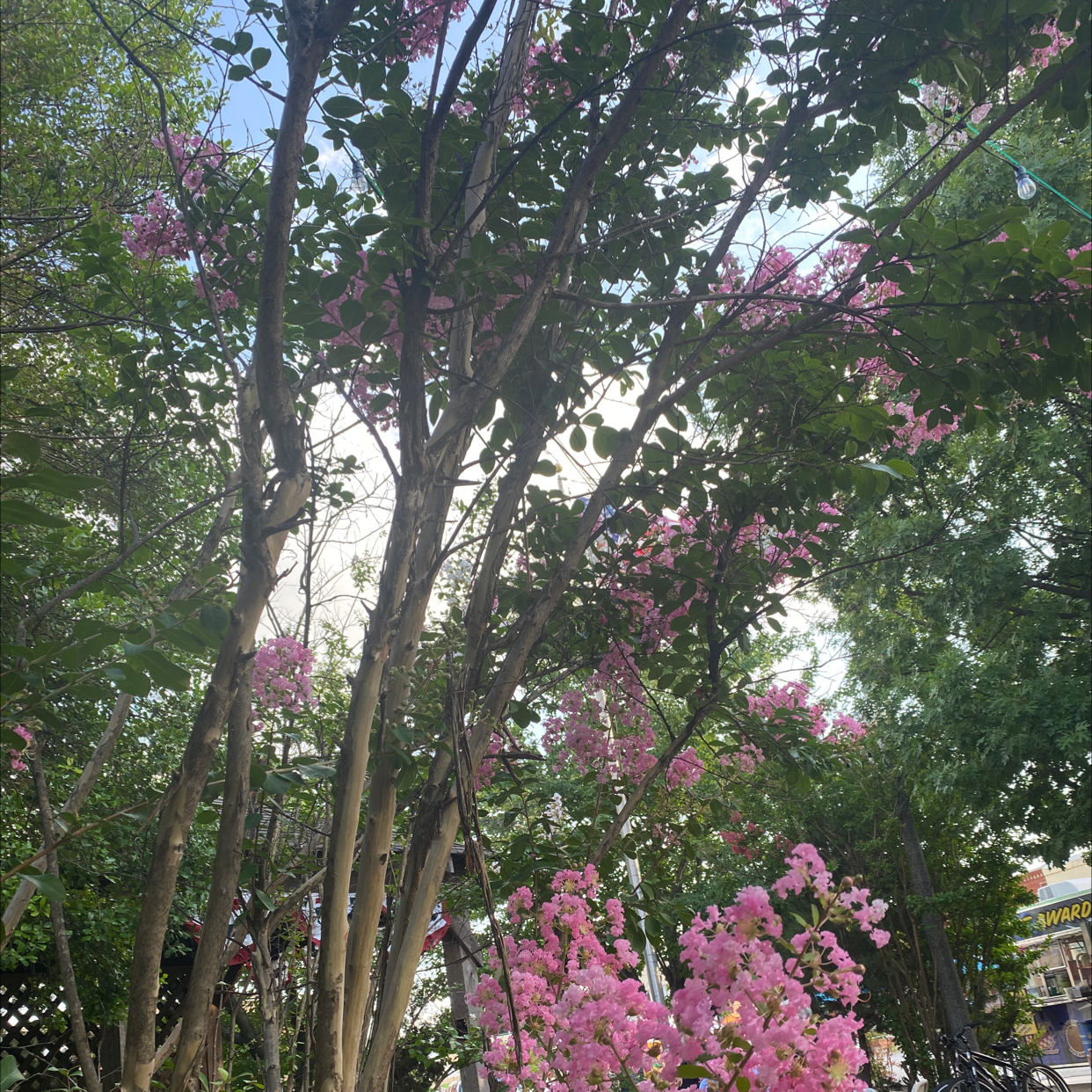 Tall, healthy Cape Myrtle tree in full bloom with abundant purple flowers covering the branches against a clear sky.