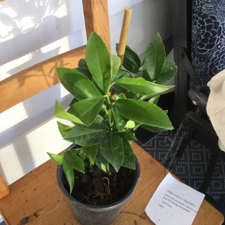 Potted Christmas Berry plant with healthy green leaves on a wooden surface.