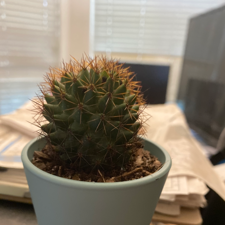 Photo of the plant species Mammillaria Melanocentra by Galaxy named Drake on Greg, the plant care app