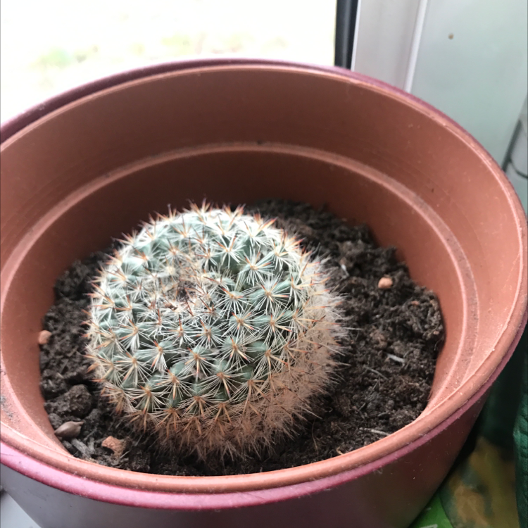 A healthy Twin Spined Cactus in a pot with visible soil.