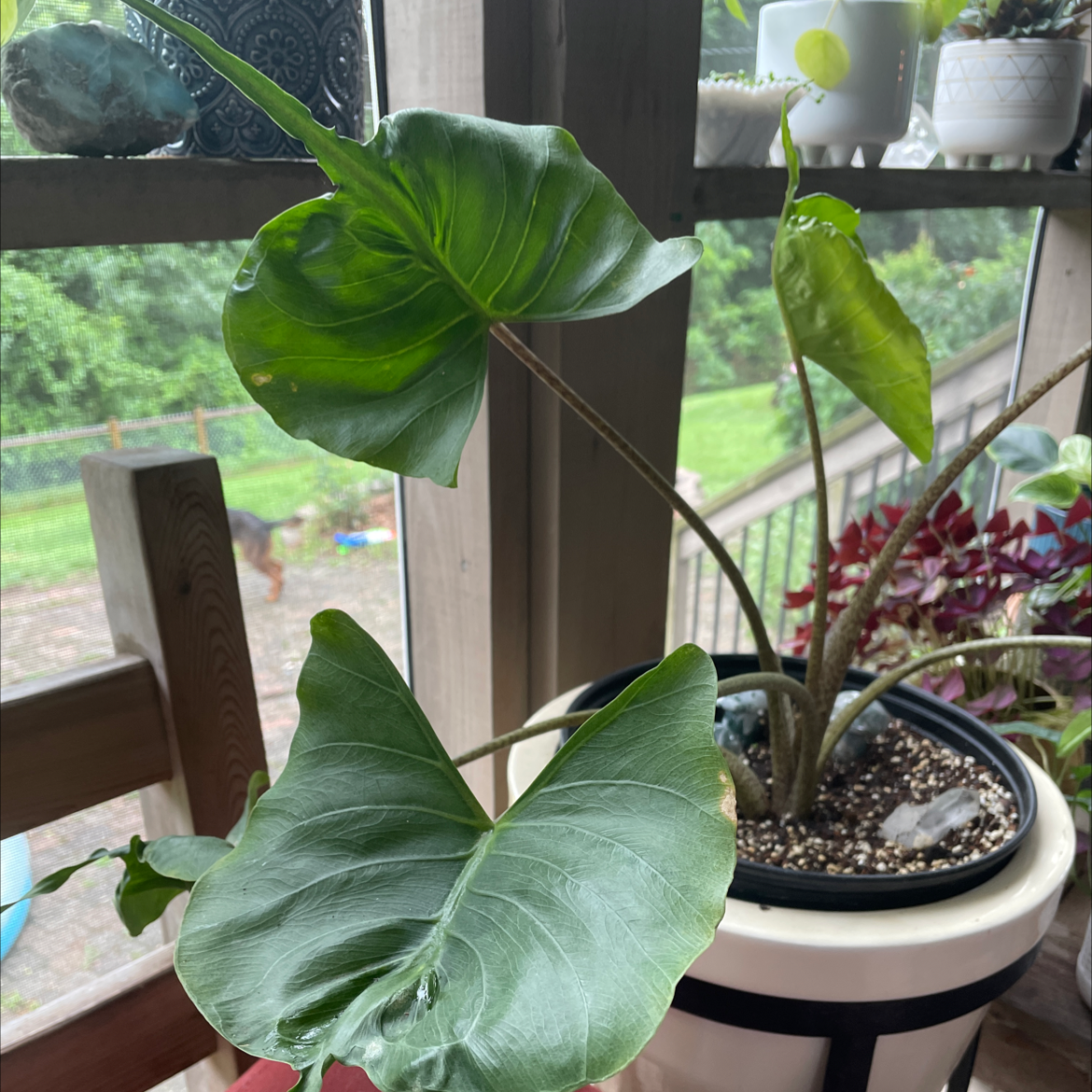 Should I Repot My Stingray Elephant Ear? 🌀