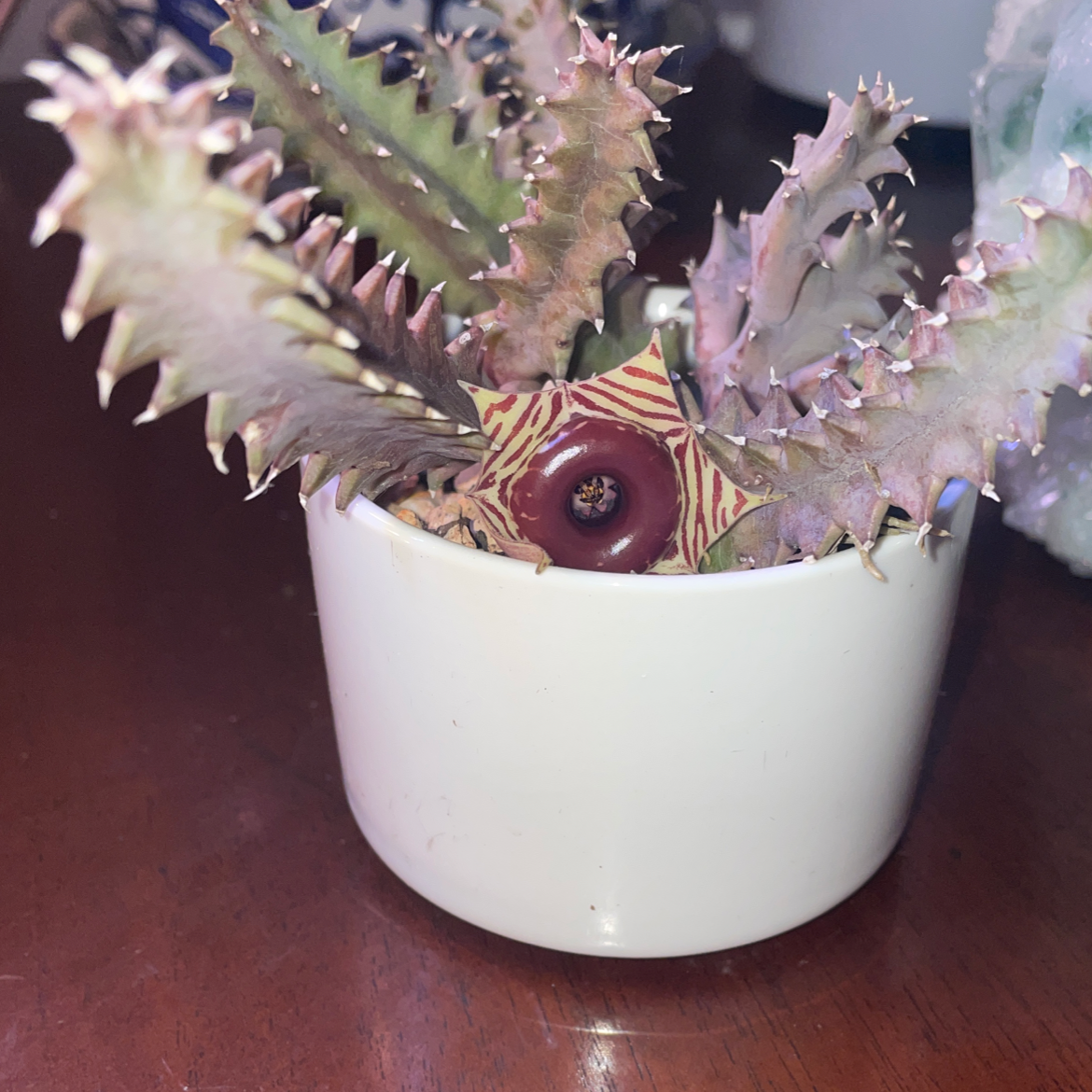 Lifesaver Cactus in a white pot with a visible flower.