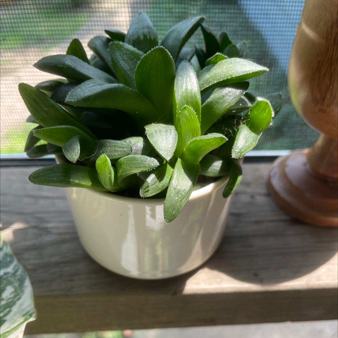 Photo of the plant species Haworthia pygmaea by @carriem927 named Haworthia on Greg, the plant care app
