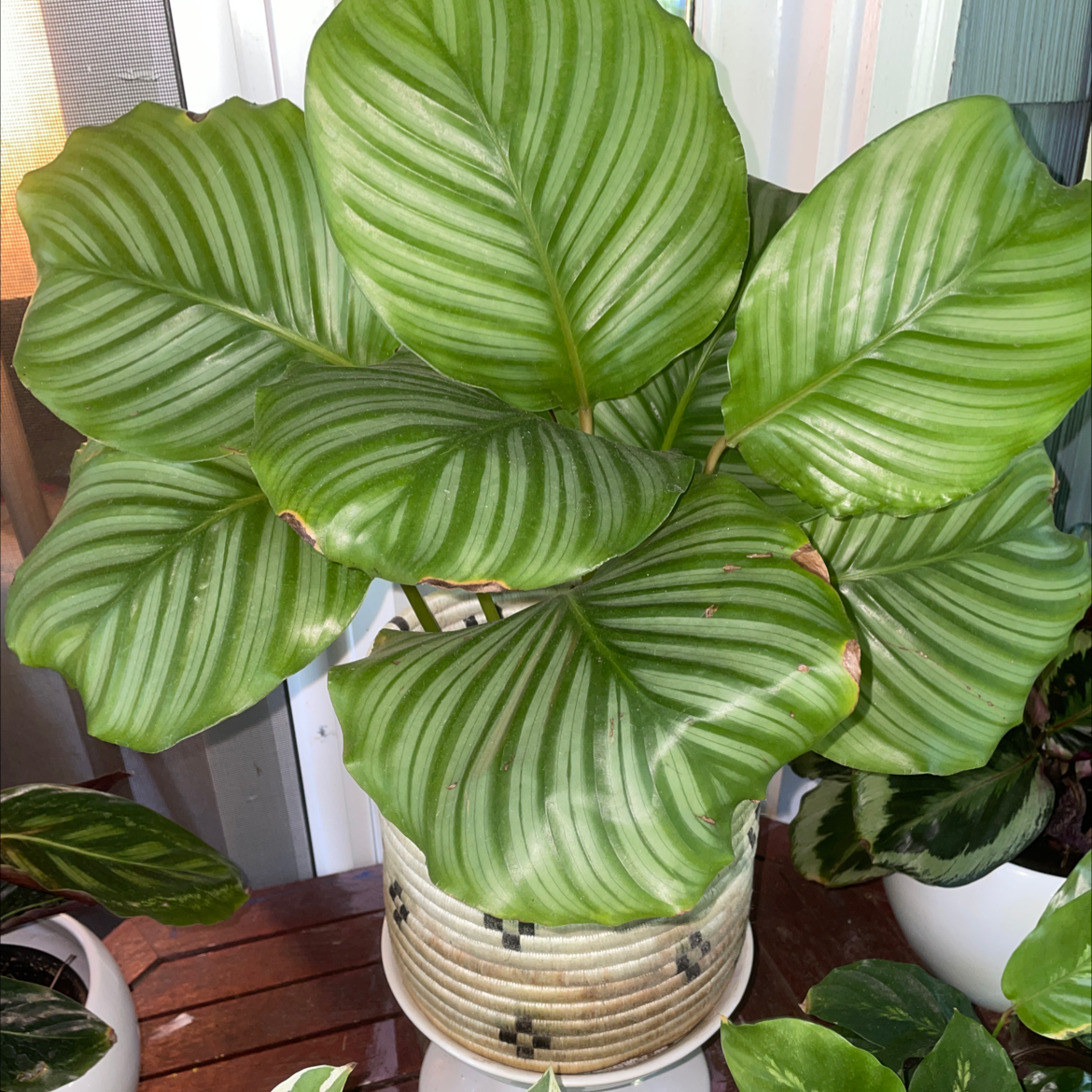 Photo of the plant species Calathea Orbifolia by @carriem927 named Calathea orbifolia on Greg, the plant care app