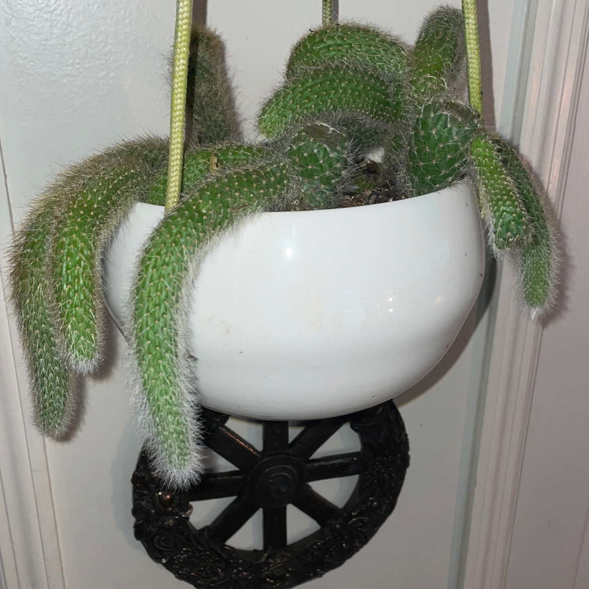 Photo of the plant species Monkey Tail Cactus by @carriem927 named Ratatouille on Greg, the plant care app