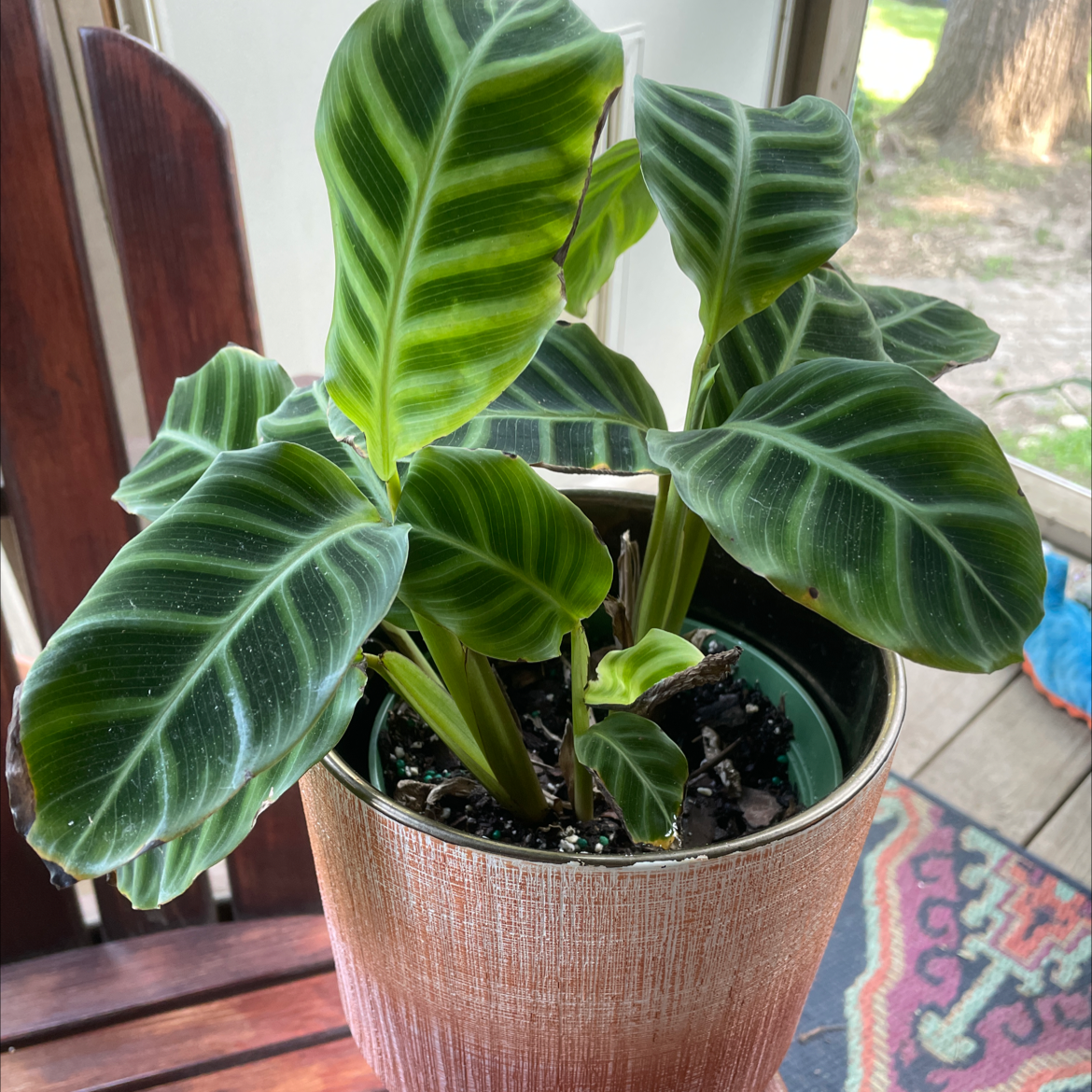 Photo of the plant species Zebra Calathea by @carriem927 named Zebrina on Greg, the plant care app