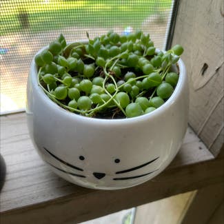 String of Pearls plant in Leawood, Kansas