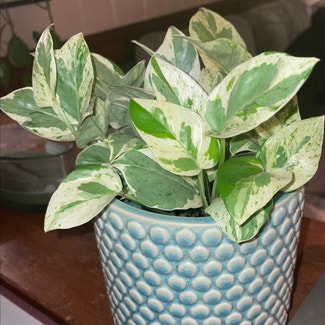Pearls and Jade Pothos plant in Leawood, Kansas