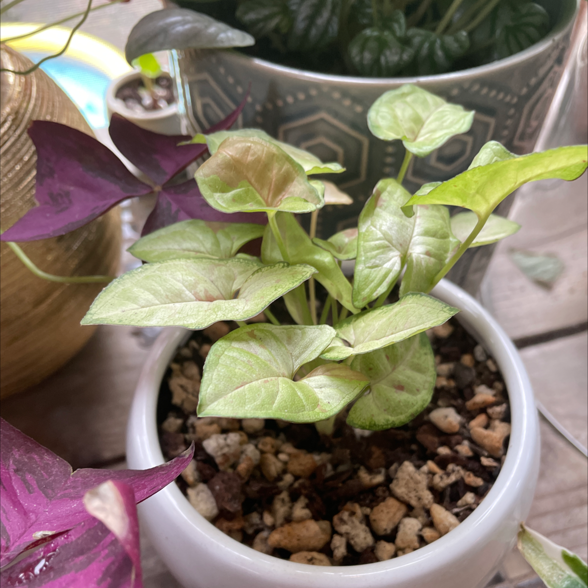 Photo of the plant species Confetti Syngonium by @carriem927 named Confetti on Greg, the plant care app