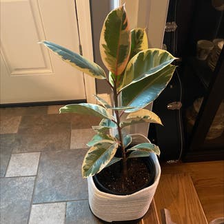 Variegated Rubber Tree plant in Leawood, Kansas