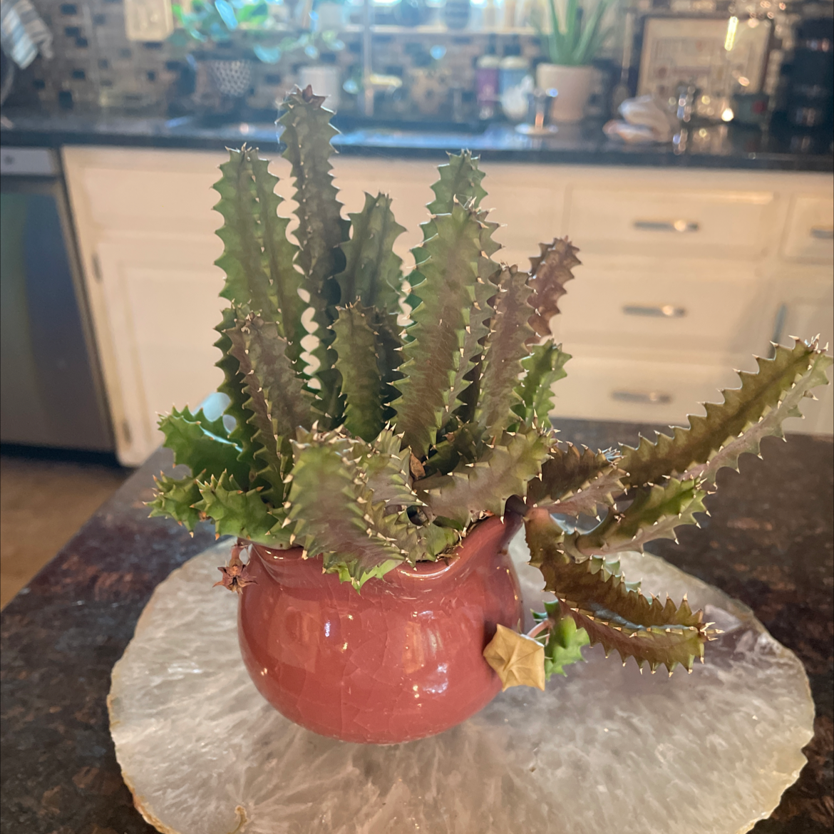 Photo of the plant species Lifesaver Cactus by @carriem927 named Lifesaver cactus on Greg, the plant care app