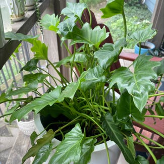 Cut Leaf Philodendron plant in Leawood, Kansas