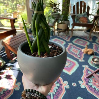 Cylindrical Snake Plant plant in Leawood, Kansas