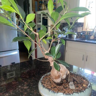 Ficus Ginseng plant in Leawood, Kansas