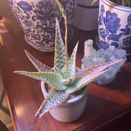 Photo of the plant species Aloe 'Delta Lights' by @carriem927 named Delta Lights on Greg, the plant care app