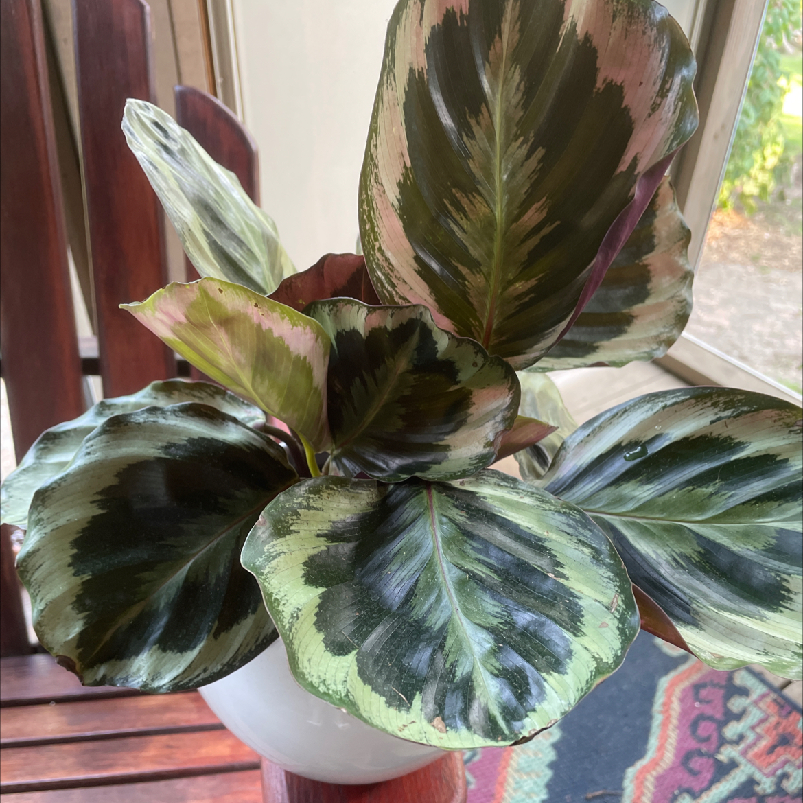 Calathea 'Medallion' plant with broad, patterned leaves in a pot on a wooden surface.