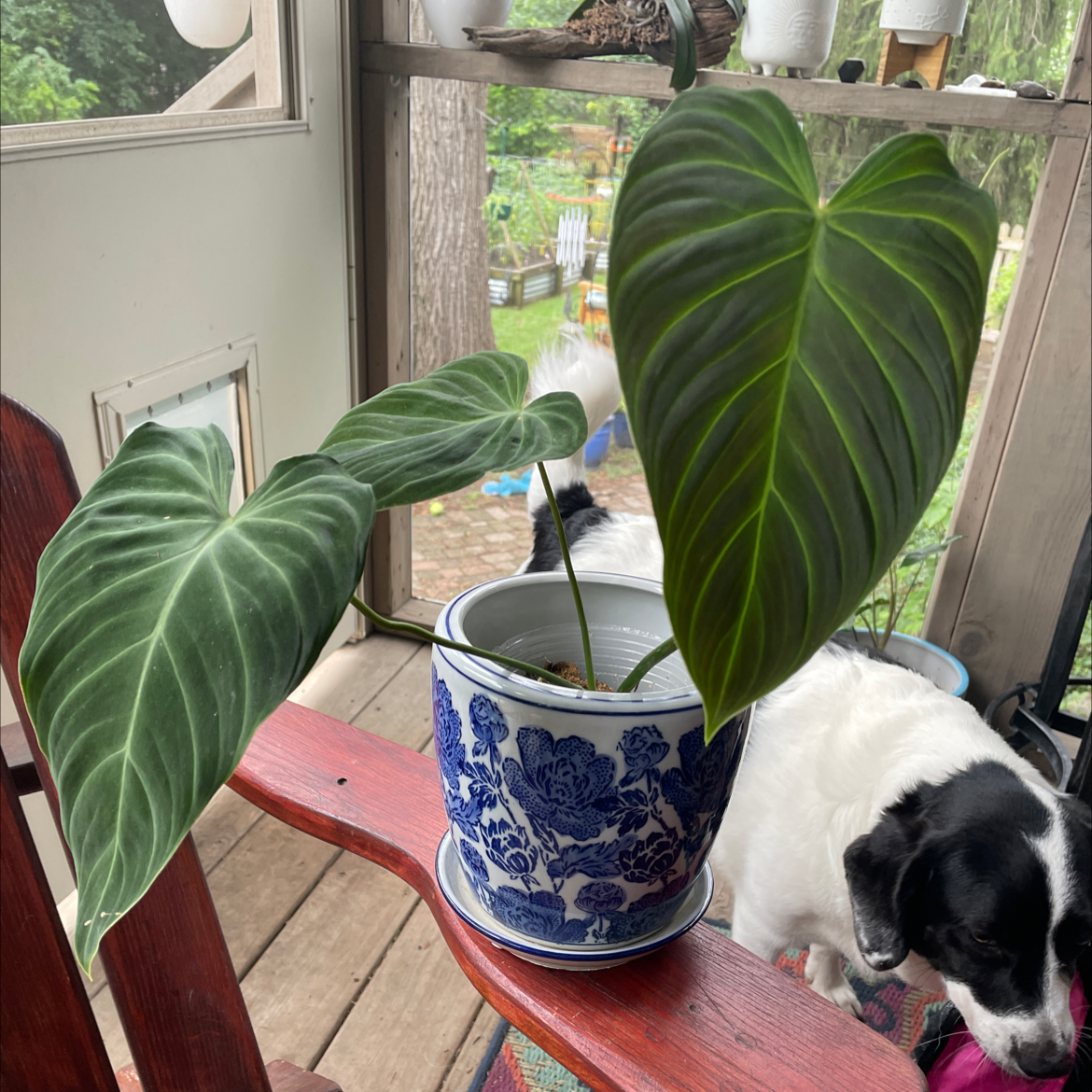Photo of the plant species Philodendron melanochrysum x verrucosum by @carriem927 named Splendid on Greg, the plant care app