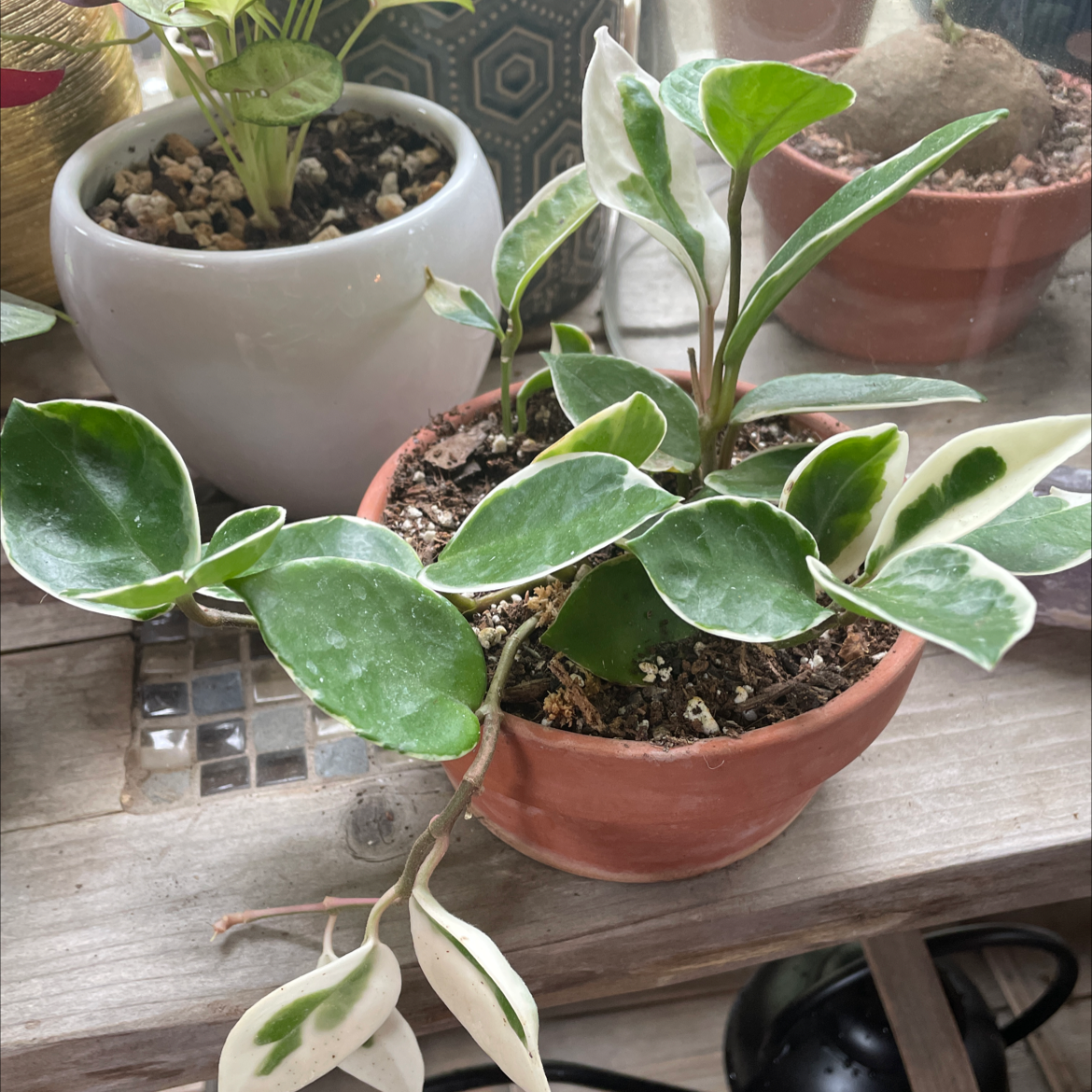 Photo of the plant species Hoya Krimson Queen by @carriem927 named Krimson Queen on Greg, the plant care app