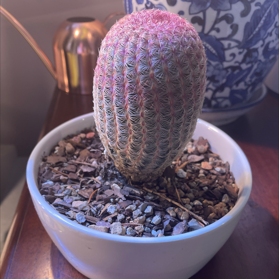 Arizona Rainbow Cactus in a white pot with rocky soil, showing a pinkish hue on top.