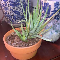 Aloe 'Blue Elf' plant