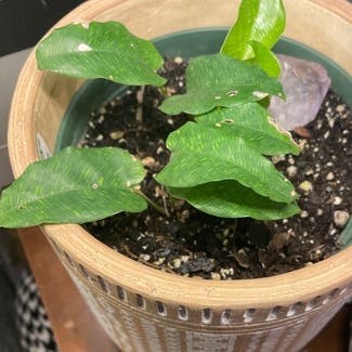 Calathea musaica plant in Leawood, Kansas