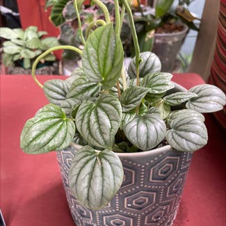 Silver Frost Peperomia plant in Leawood, Kansas