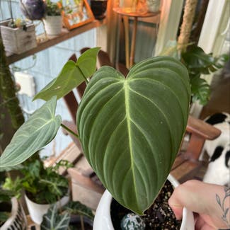 Philodendron 'Glorious' plant in Leawood, Kansas