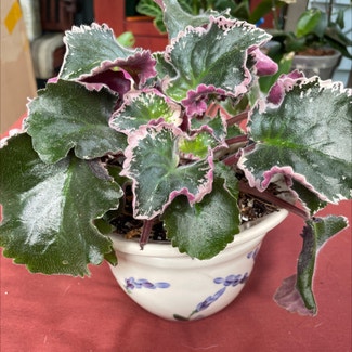 African Violet plant in Leawood, Kansas