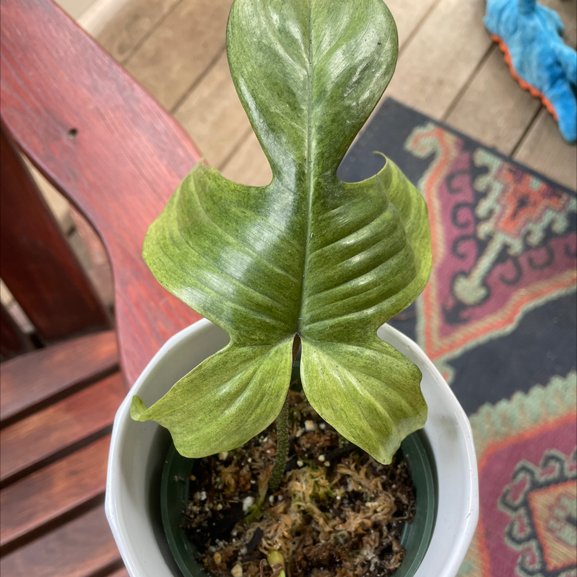 Philodendron 'Florida Ghost' plant in a pot with visible soil and healthy green leaves.