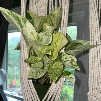 Marble Queen Pothos plant in Leawood, Kansas