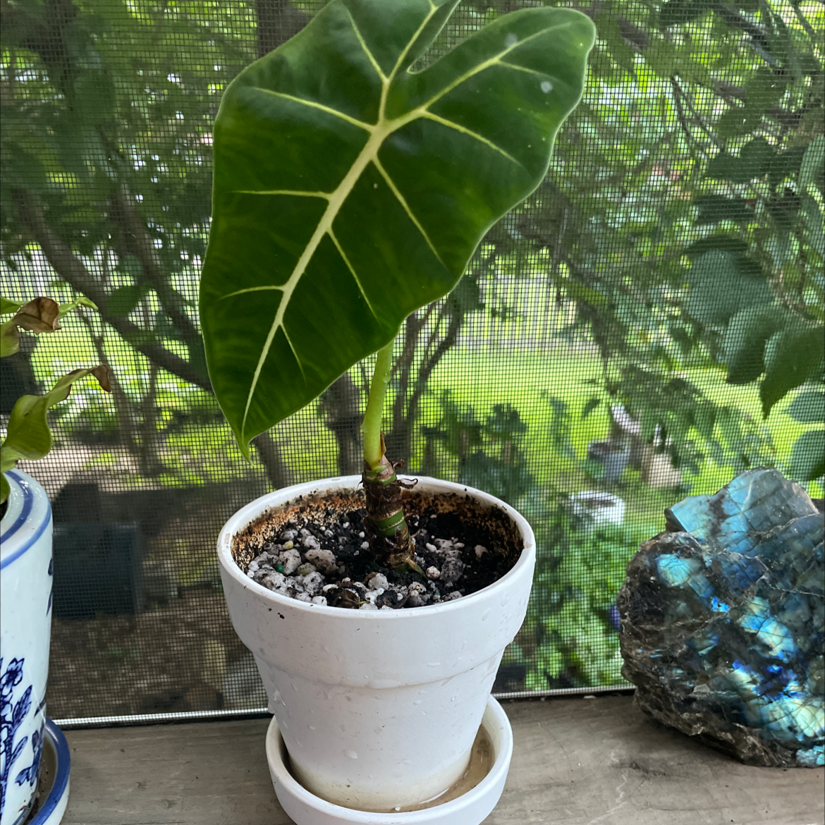 Photo of the plant species Alocasia 'Frydek' by @carriem927 named Frydek on Greg, the plant care app