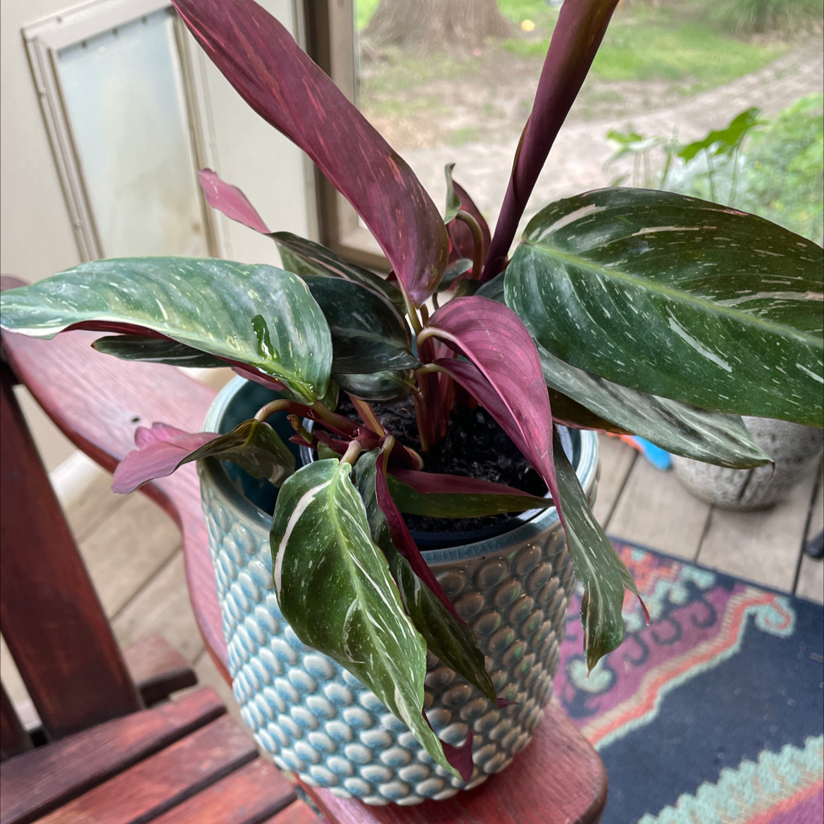 Magic Star calathea uploaded to the Greg plant app by @carriem927