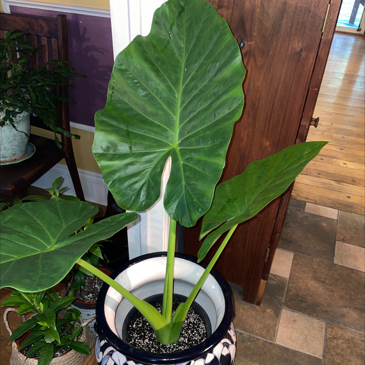 Healthy Calidora Elephant's Ear plant in a decorative pot with visible soil.