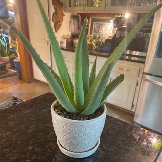 Aloe vera plant in Leawood, Kansas