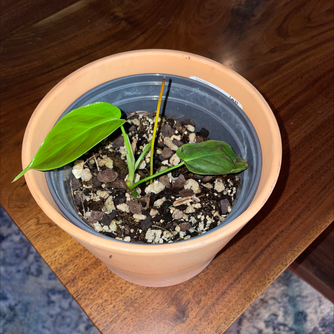 Photo of the plant species Philodendron grandipes by @carriem927 named Baby grandipes on Greg, the plant care app