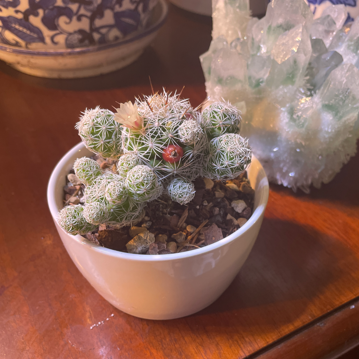 Thimble Cactus in a white pot with visible soil, well-framed and in focus.
