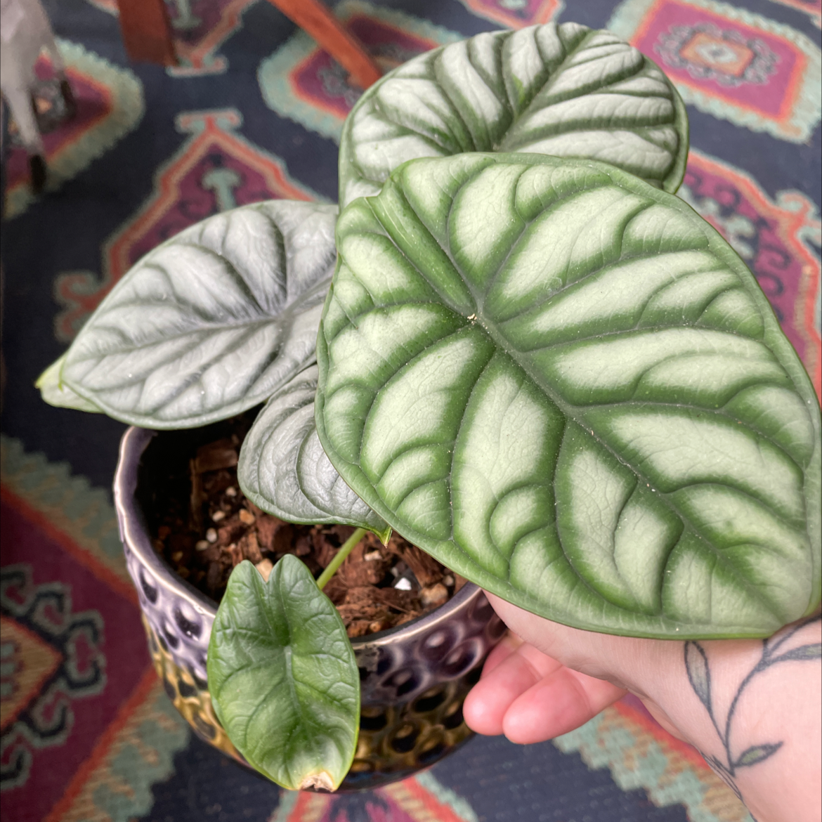Potted Silver Dragon plant with large, textured green leaves and visible soil.