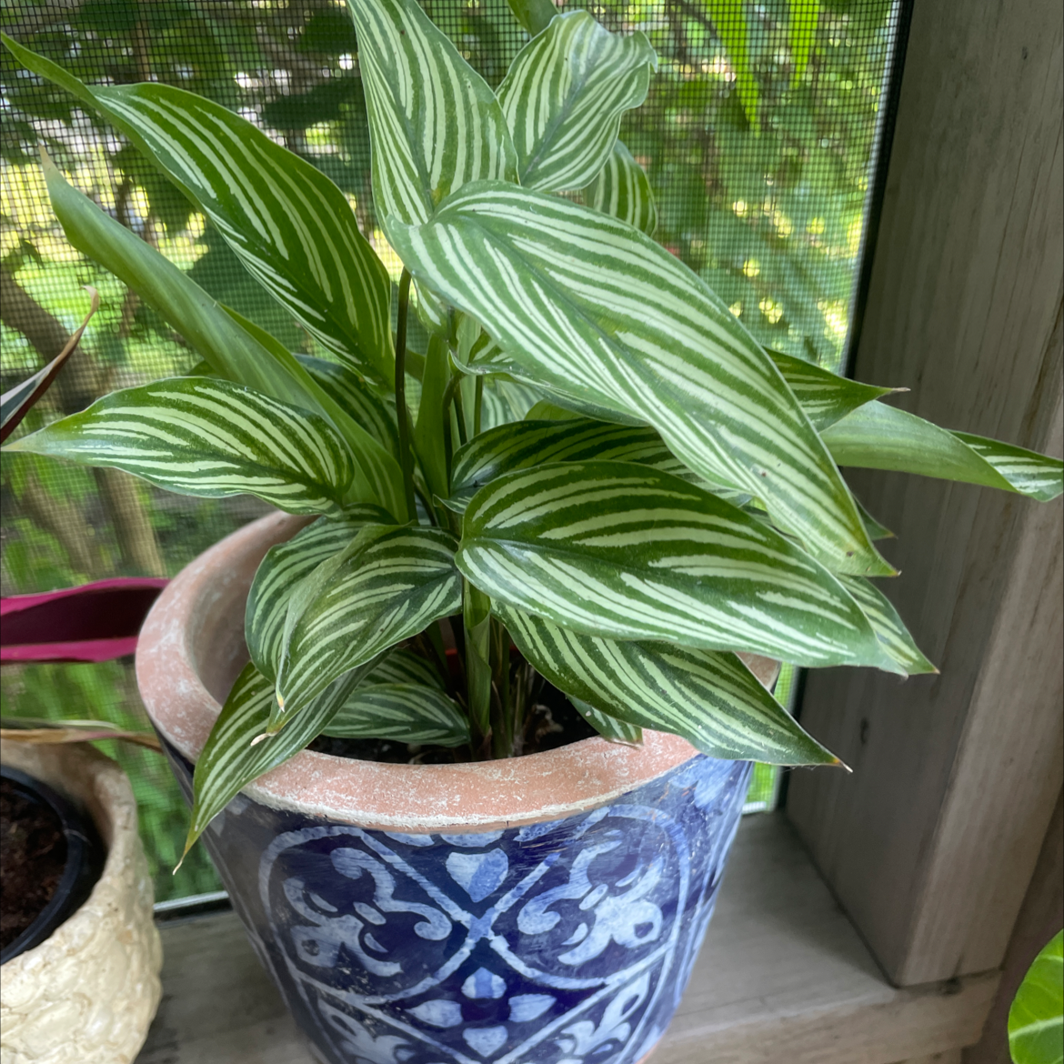 Calathea Vittata plant in a decorative pot on a windowsill with vibrant green leaves and white stripes.