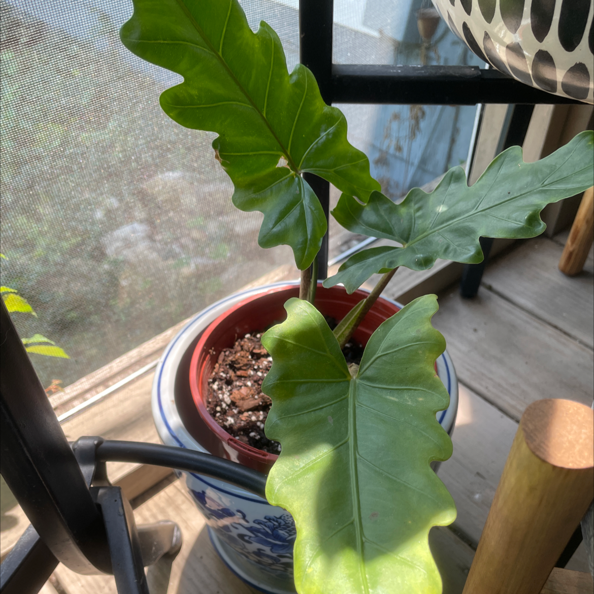 Photo of the plant species Elephant Ear Boa by @carriem927 named Boa on Greg, the plant care app
