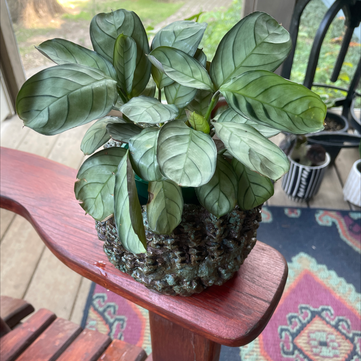 Photo of the plant species Ctenanthe amagris by @carriem927 named Amagris on Greg, the plant care app