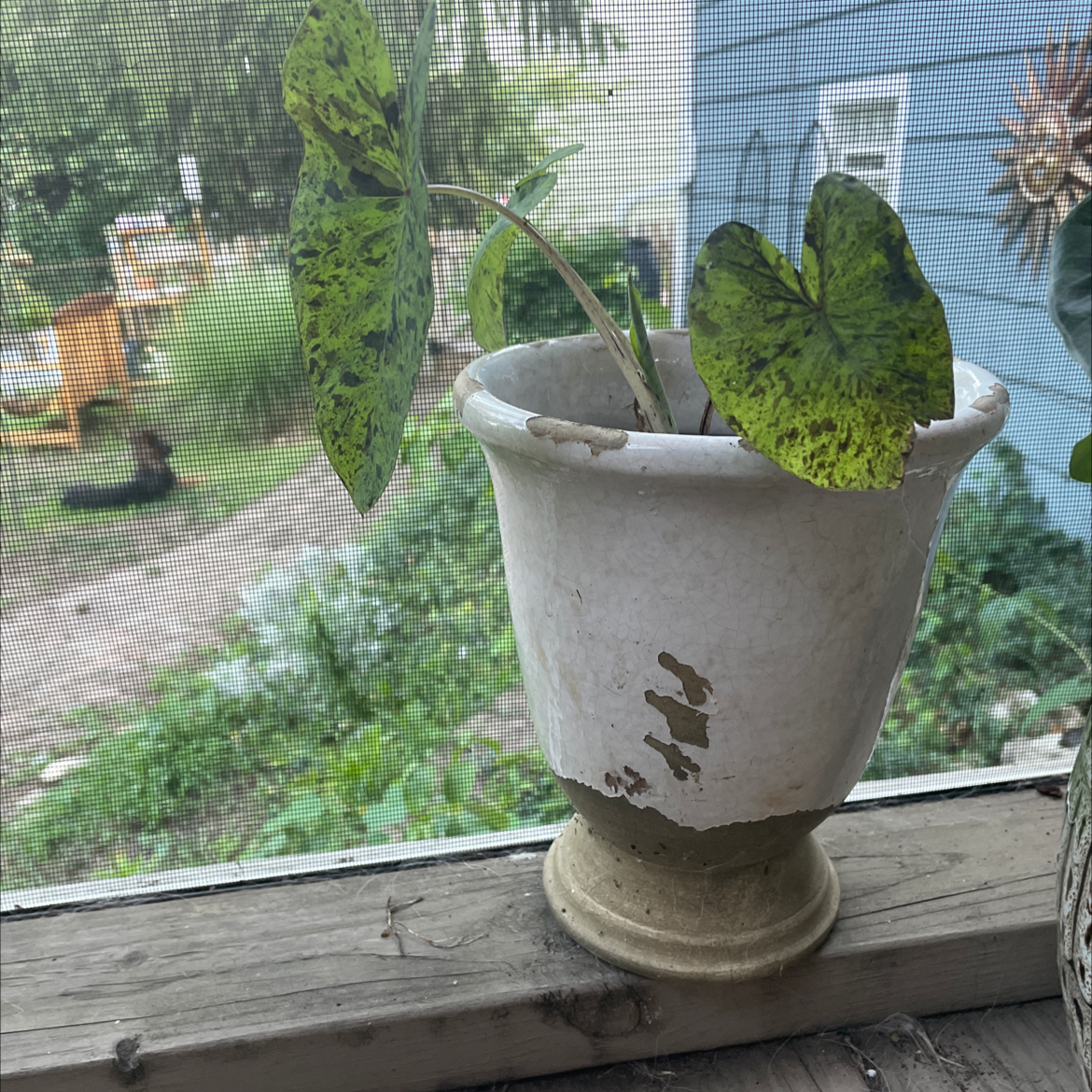 Photo of the plant species Taro 'Mojito' by @carriem927 named Mojito plant on Greg, the plant care app