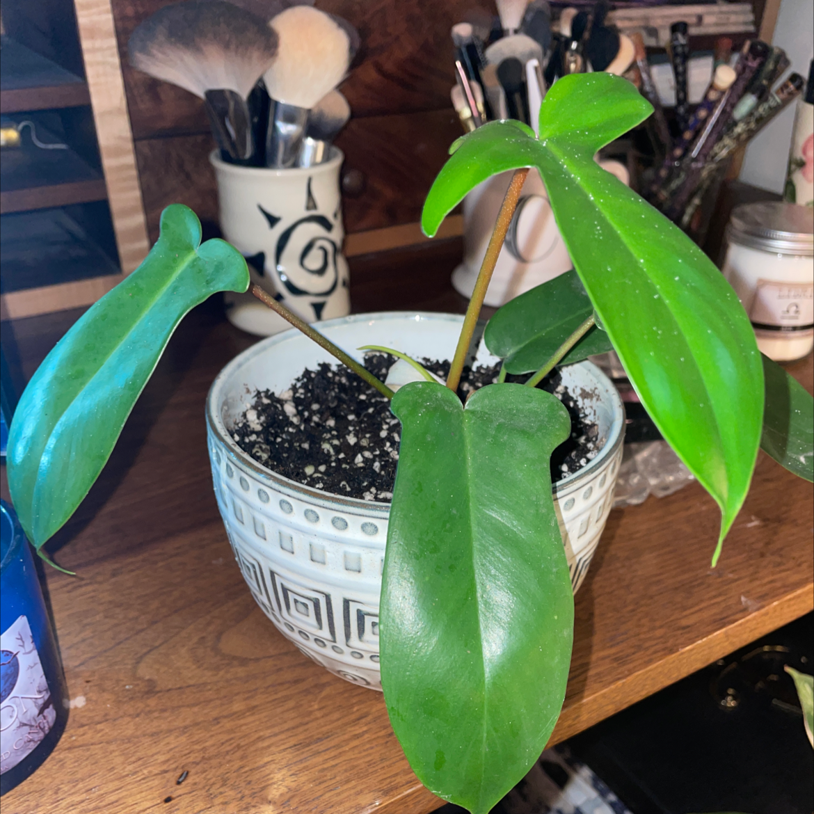 Philodendron 'Florida Beauty' plant in a decorative pot with visible soil on a wooden surface.