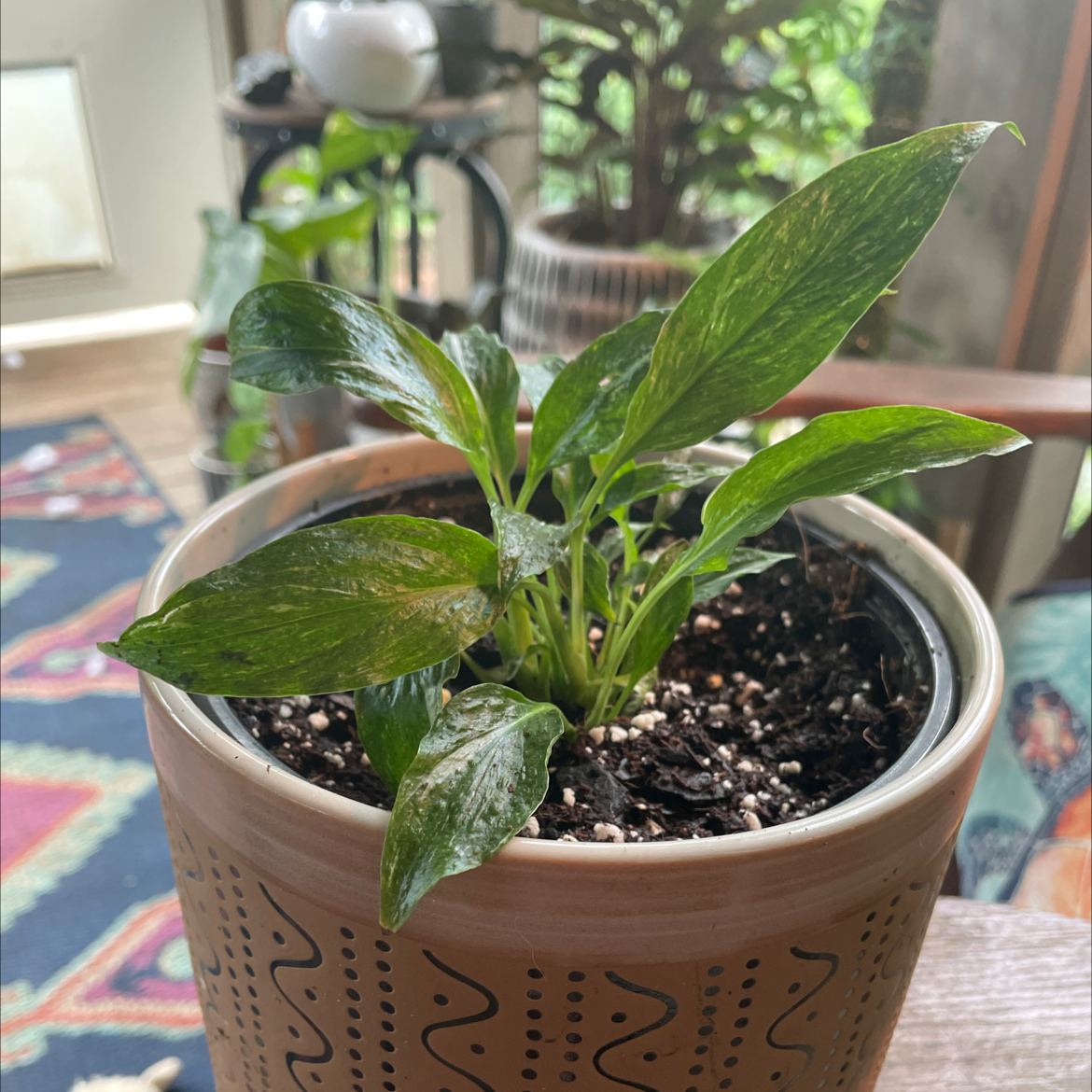 Photo of the plant species Domino Peace Lily by @carriem927 named Domino on Greg, the plant care app