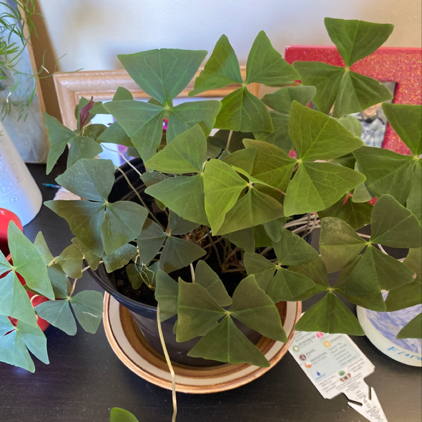 A vibrant, healthy Purple Shamrock plant with large, deep green triangular leaves in a gold colored pot.