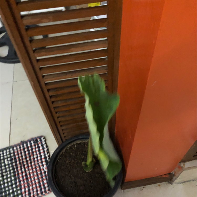 Photo of the plant species Colocasia 'Black Ripple' by Miguel named Your plant on Greg, the plant care app